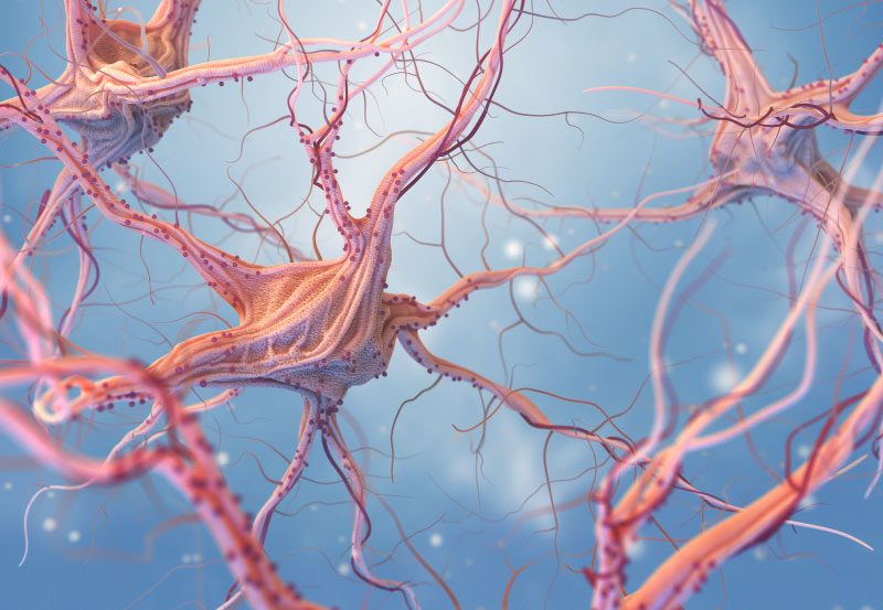 Neurospan — neural network