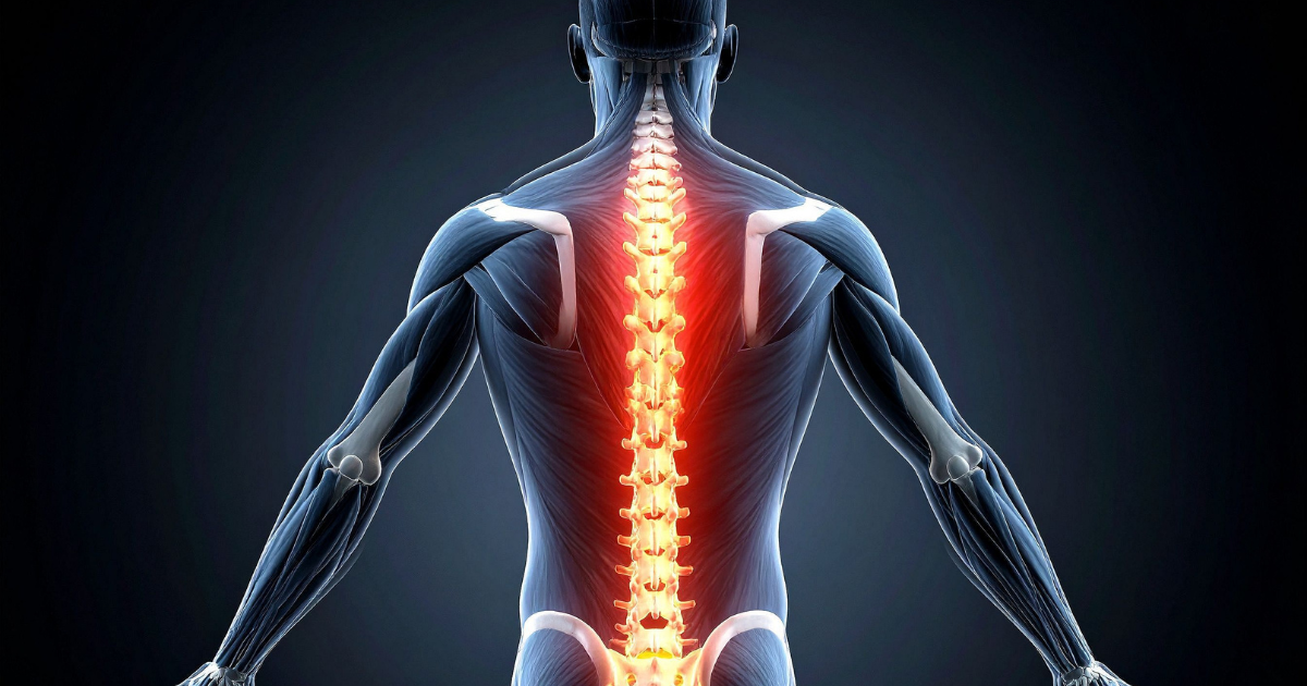 Standing Taller: Follistatin, posture, and the muscle that holds you up
